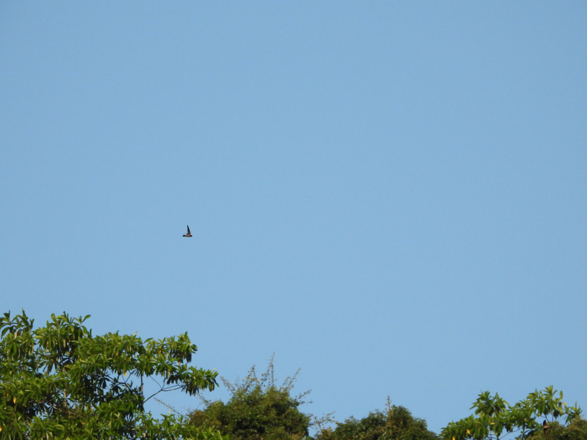 Indian Swiftlet (Aerodramus unicolor), photo 3