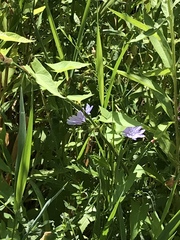 Cichorium intybus