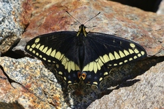 Papilio indra