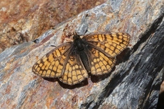 Chlosyne whitneyi