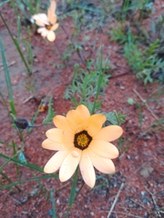 Dimorphotheca pinnata