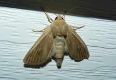 Acronicta insularis