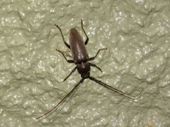 Enaphalodes hispicornis