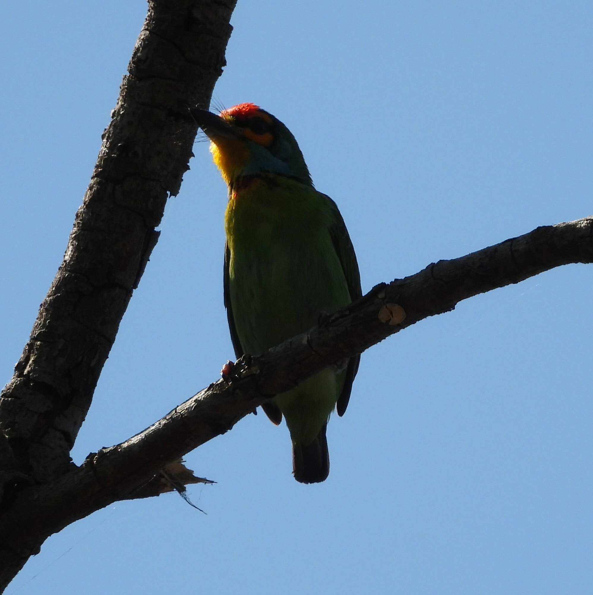 Crimson-fronted Barbet (Psilopogon rubricapillus), photo 5