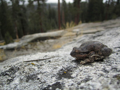 iNaturalist observation photo of Pacific chorus frog