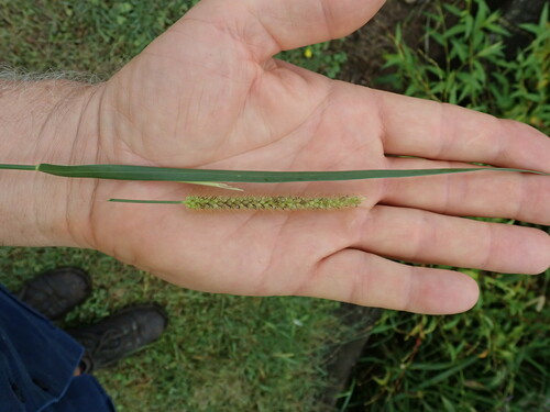 Marsh bristlegrass (Setaria parviflora)