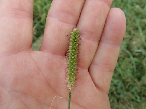 Yellow foxtail (Setaria pumila)