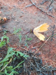 Dimorphotheca pinnata