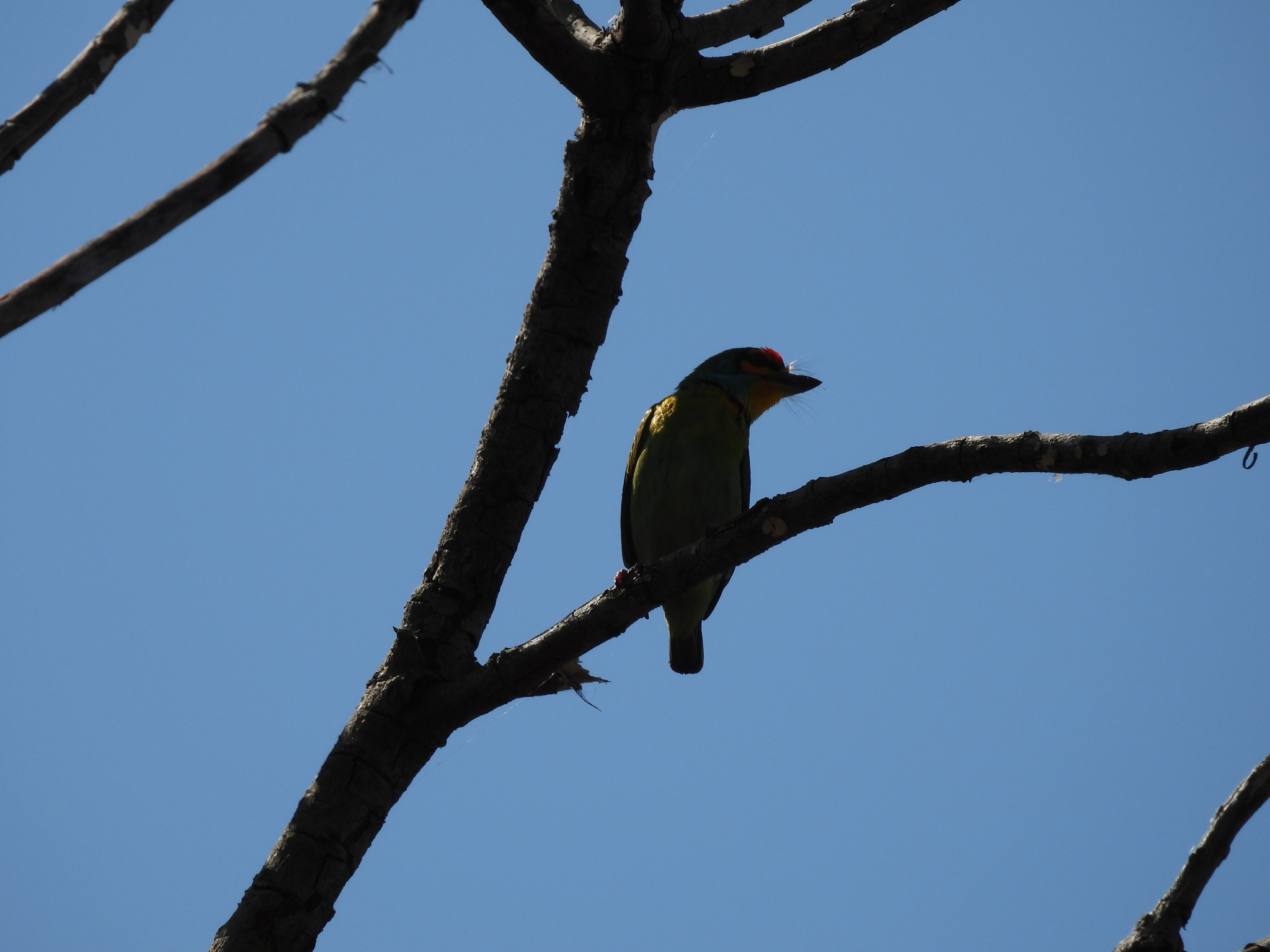 Crimson-fronted Barbet (Psilopogon rubricapillus), photo 6