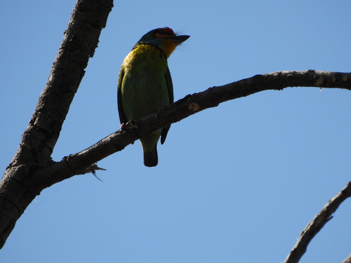Crimson-fronted Barbet (Psilopogon rubricapillus), photo 10
