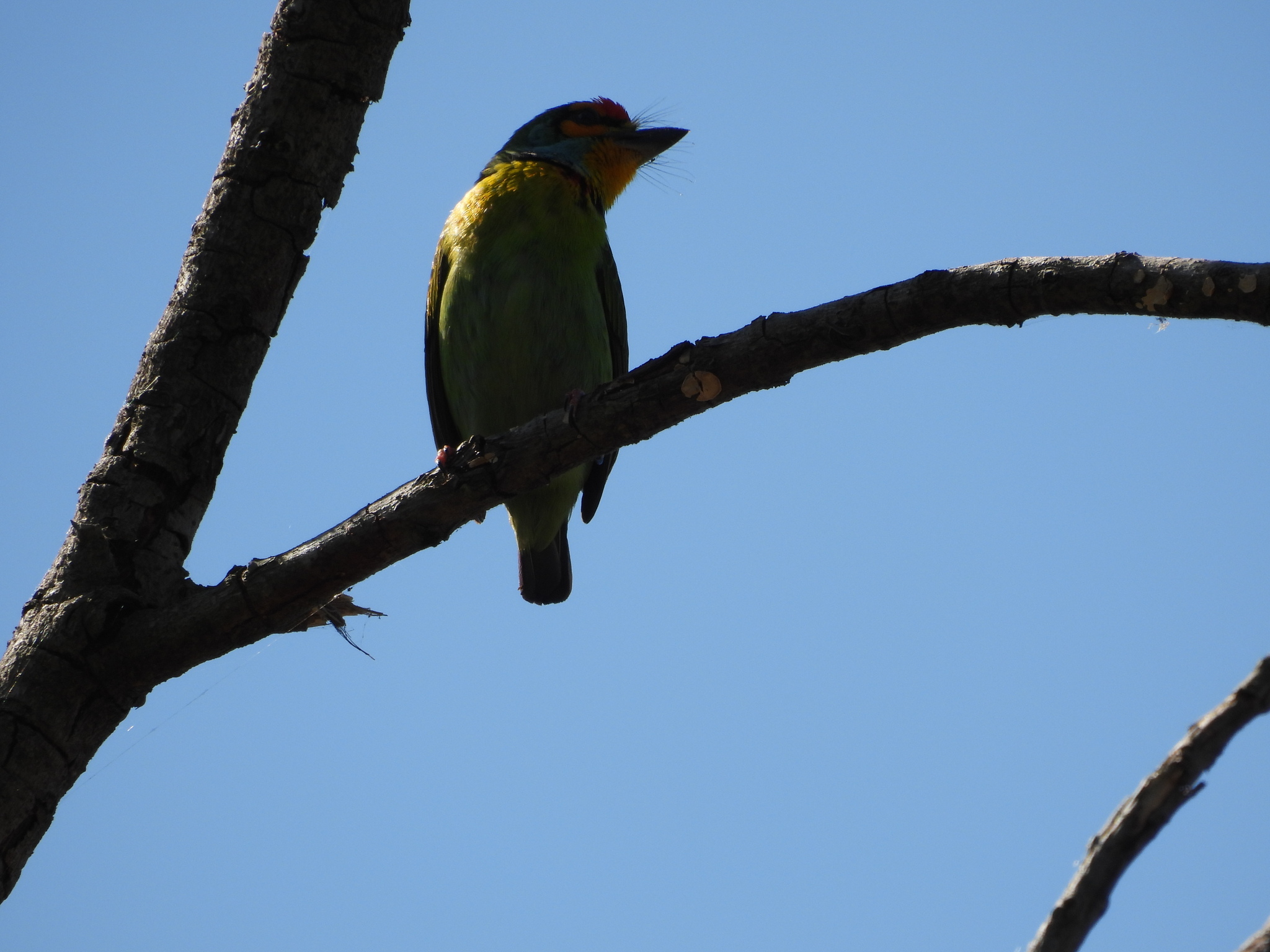 Crimson-fronted Barbet (Psilopogon rubricapillus), photo 7