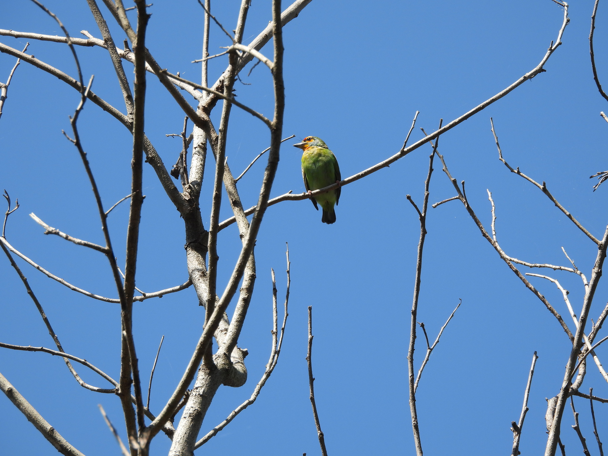 Crimson-fronted Barbet (Psilopogon rubricapillus), photo 8