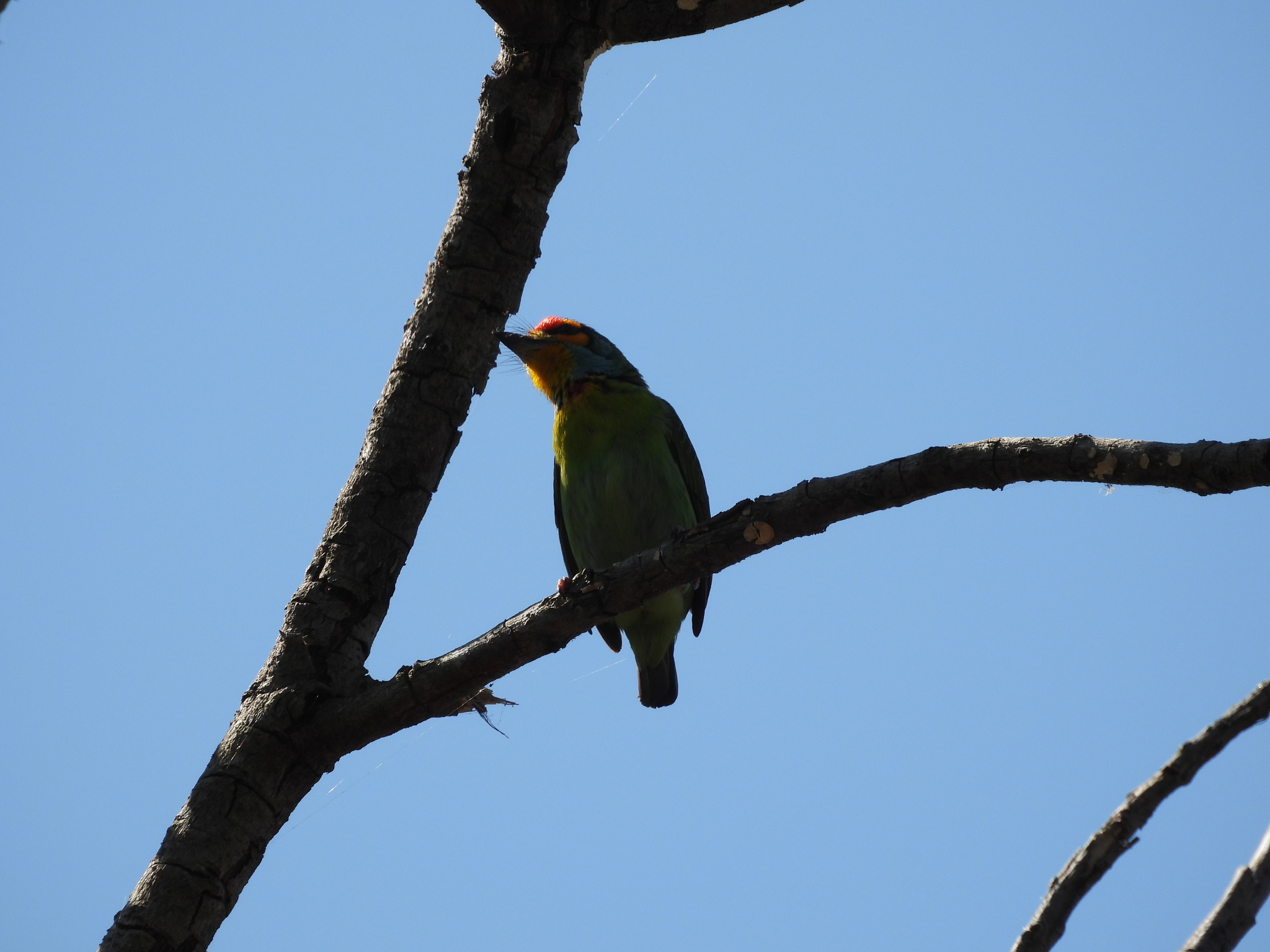 Crimson-fronted Barbet (Psilopogon rubricapillus), photo 9