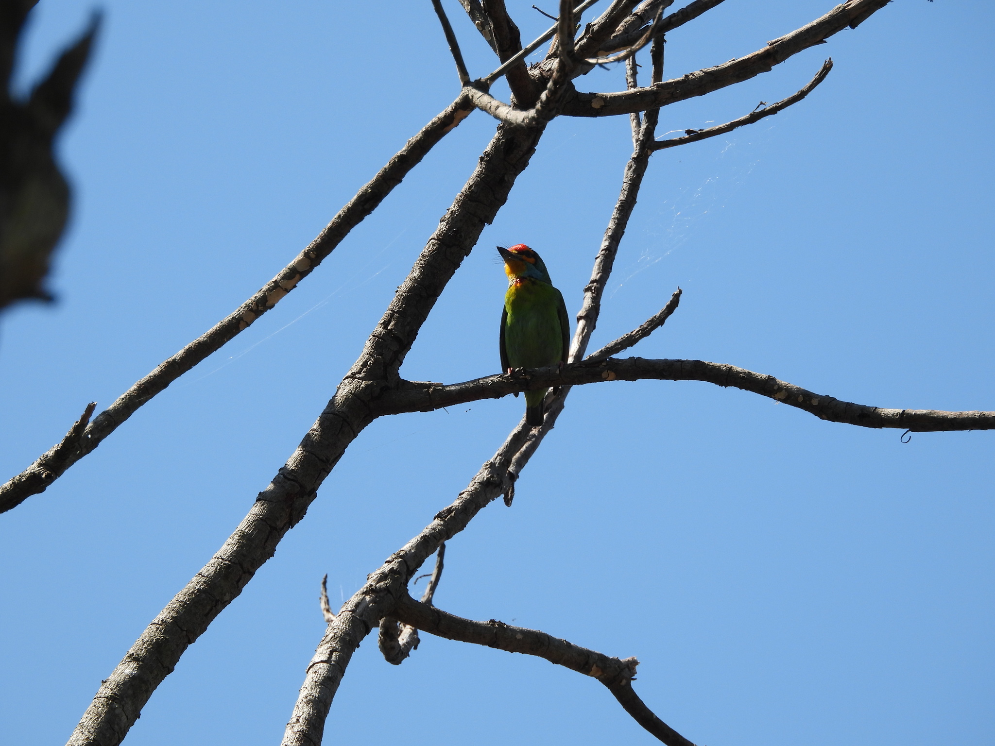 Crimson-fronted Barbet (Psilopogon rubricapillus), photo 10