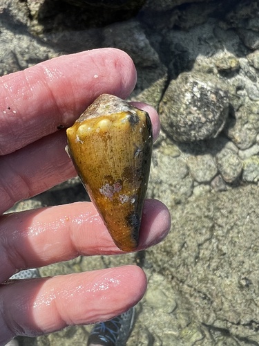 Conus lividus observed 2025-03-05