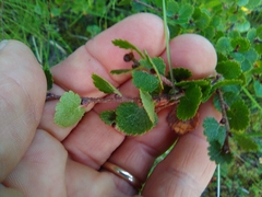 Betula glandulosa