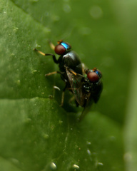 Acalyptratae
