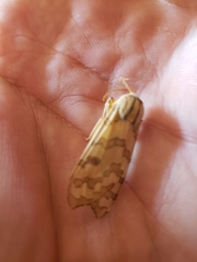 Halysidota tessellaris