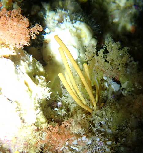 Steginoporella observed 2025-03-02