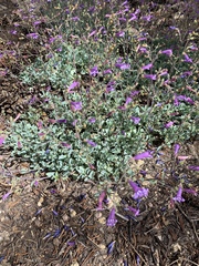 Penstemon caesius
