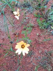 Dimorphotheca pinnata