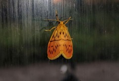 Miltochrista arcuata