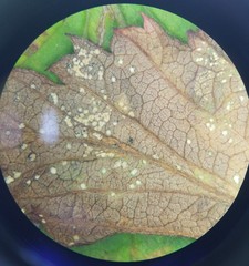 Sphaerellopsis filum