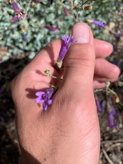 Penstemon caesius