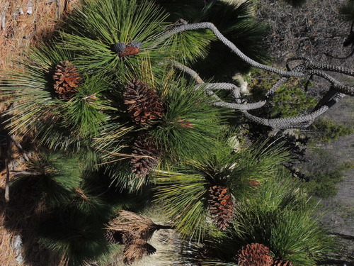 Image of Pinus hartwegii by (c) M. Socorro González Elizondo, some rights reserved (CC BY-SA)