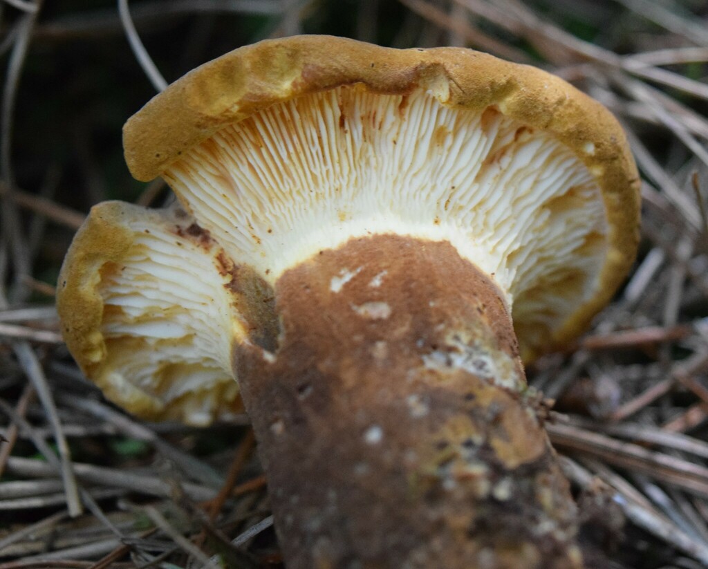 Tapinella atrotomentosa · March 2025 · photo: © davidwhyte (iNaturalist, cc-by-sa)