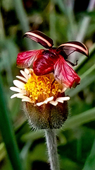 Leptinotarsa tlascalana