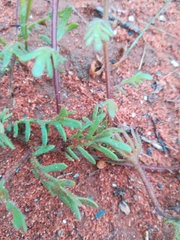 Dimorphotheca pinnata