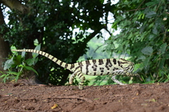 Chamaeleo zeylanicus