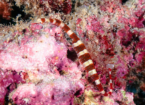 Brown-banded pipefish (Corythoichthys amplexus) — Syngnathidae — 3