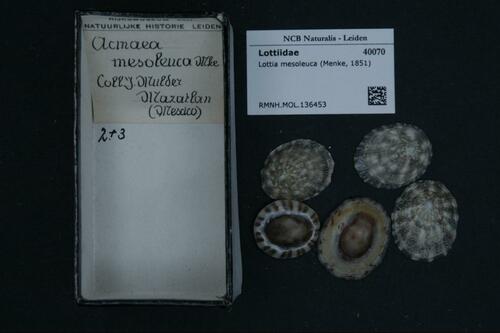 Lottia mesoleuca
