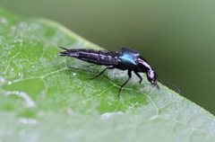 Philonthus caeruleipennis