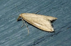 Donacaula melinellus