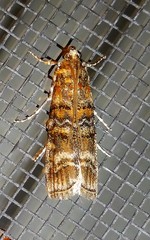 Dioryctria
