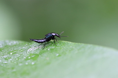 Philonthus caeruleipennis