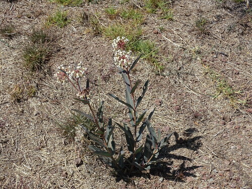 Image of Asclepias glaucescens by (c) Alexis López Hernández, some rights reserved (CC BY)
