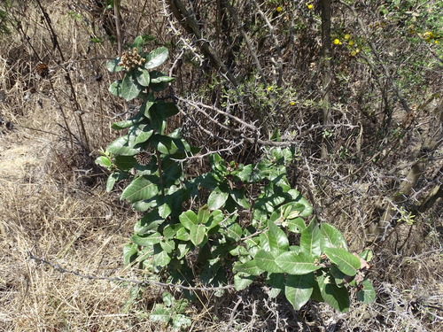 Rhus standleyi, photograph 3