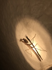 Litaneutria ocularis