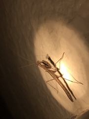 Litaneutria ocularis