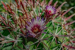 Ferocactus recurvus