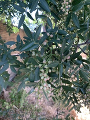 Pistacia chinensis