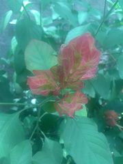 Justicia brandegeeana
