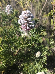 Paranomus abrotanifolius