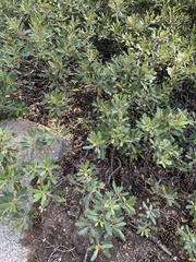 Chrysolepis sempervirens