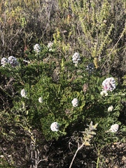 Paranomus abrotanifolius