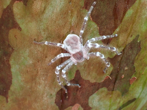 Purpureocillium atypicola
